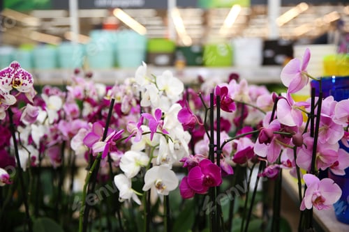 Preview: Assortment of beautiful orchid flowers at floral shop