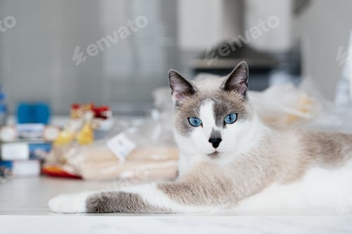 Preview: Gray Cat Laying on the Kitchen Table.