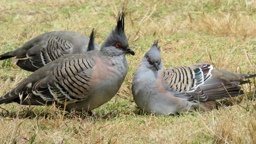 Preview: Crested pigeon bird animals sitting together on grass ground