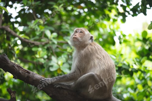 Preview: A macaque is sitting on a tree and looking alway