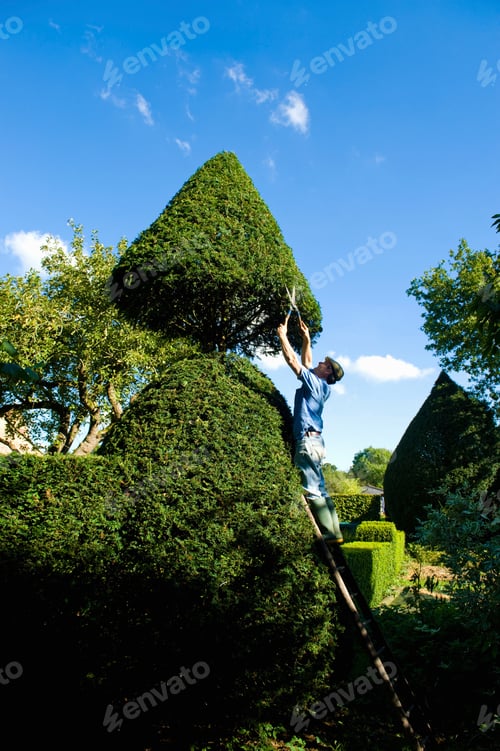 Preview: Man on top of ladder trimming ornamental hedge with garden shears