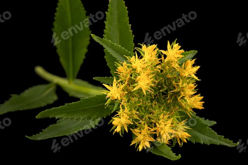Preview: Yellow flowers of rhodiola rosea, isolated on black background