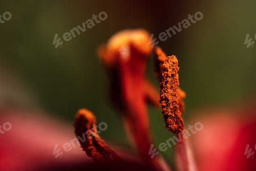 Preview: Closeup background of pistil and stamen