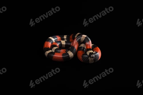 Preview: Pueblan milk snake