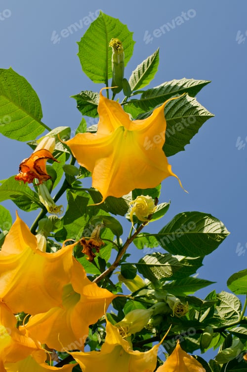 Preview: Yellow flowers
