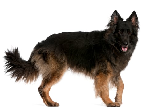 Preview: German Shepherd standing in front of white background