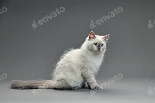 Preview: Portrait of a little white kitty on gray background, nice little kitten with big eyes , copy space