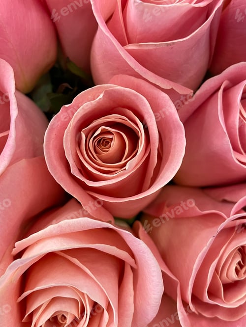 Preview: Pink roses