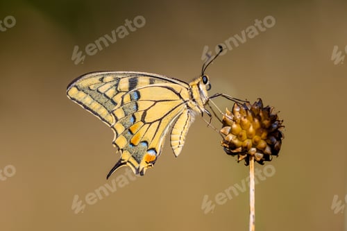 Preview: Swallowtail (Papilio machaon) resting on Allium Plant in the Mor