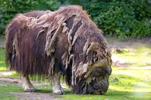 Preview: Muskox in the wild