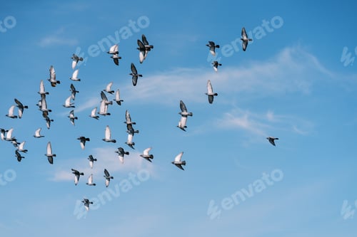 Preview: Flock of birds circles in the sunny blue sky
