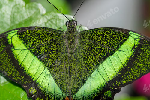 Preview: Emerald Swallowtail Butterfly