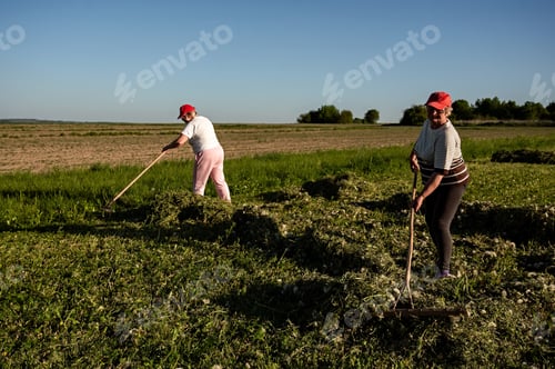 Preview: Two women farmers working in the field with pitchforks and rakes
