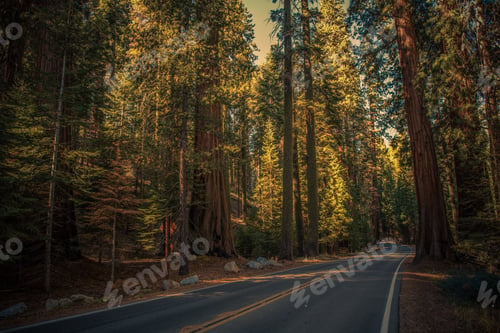 Preview: Sequoia National Park Scenic Route