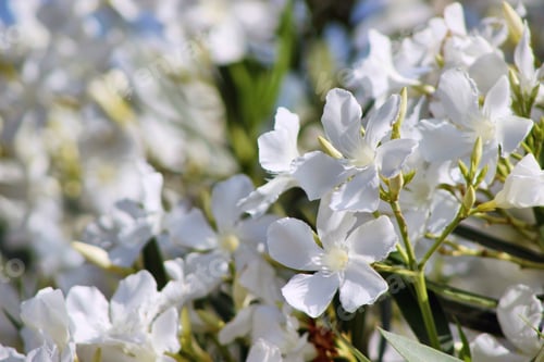Preview: White Oleander flowers