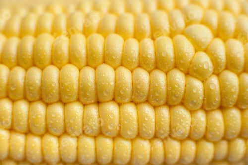 Preview: Sweet corn background