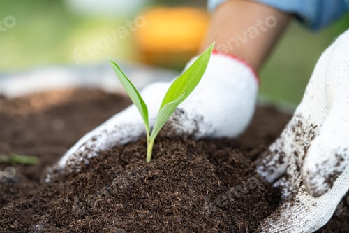 Preview: Gardener woman plant a tree with peat moss organic matter improve soil for agriculture organic