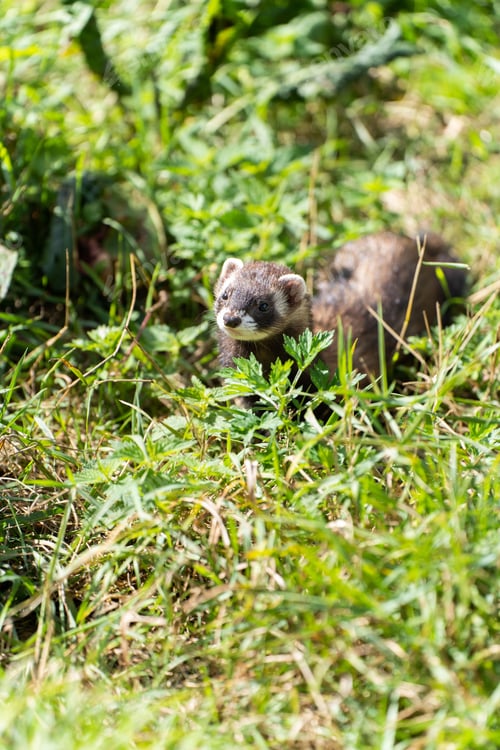 Preview: Adorable ferret standing in a field of grass
