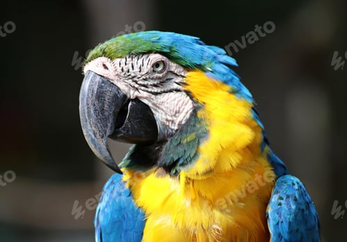 Preview: Blue and yellow macaw