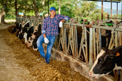 Preview: Farmer Is Working On Farm With Dairy Cows