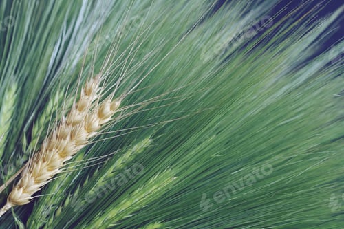Preview: fresh green and golden ripe wheat bunch