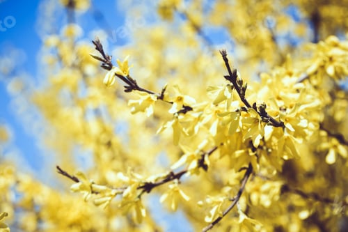 Preview: Forsythia europaea background