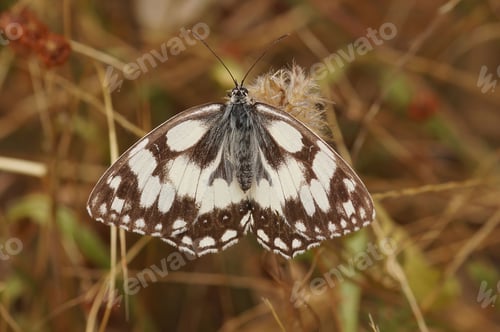 Preview: Closeup of the marbled white butterfly, Melanargia galathea with half opened wings