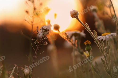 Preview: Beautiful wild flowers growing in spring meadow, closeup