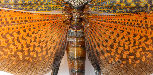 Preview: Detail of the wing of the giant red-winged grasshopper, lubber g