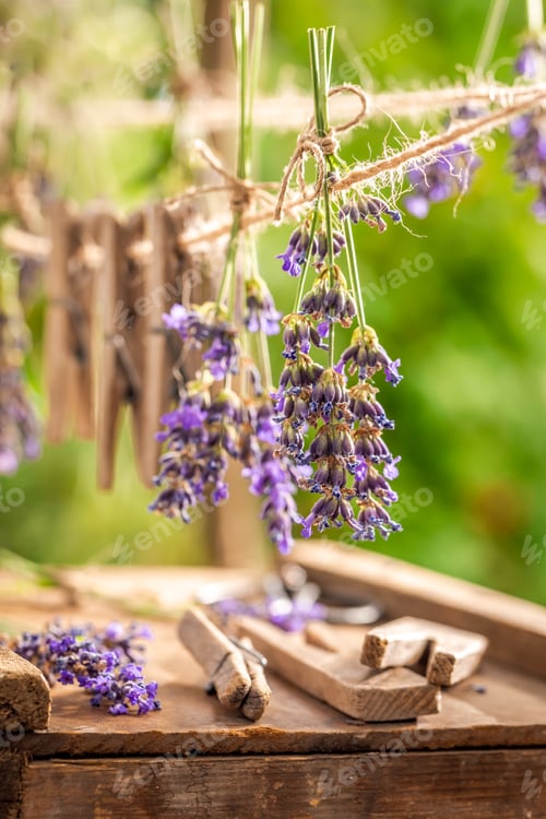 Preview: Fresh lavender dried on laundry lines in summer