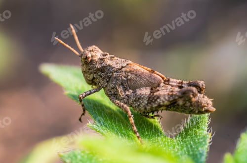 Preview: Young small brown grasshopper insect