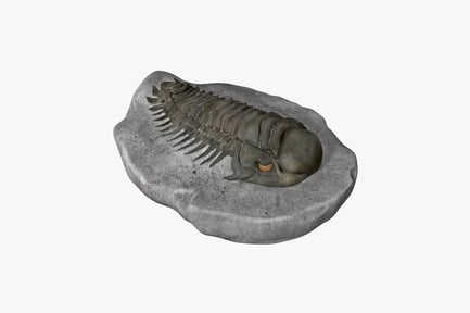 Preview: Trilobite fossil on rock
