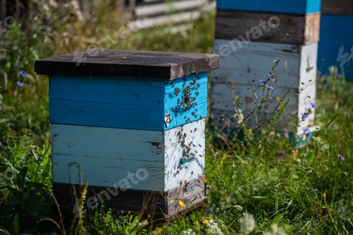 Preview: Bees crawling at the entrance to the hive, bee family. Bees flying around the beehives in the apiary