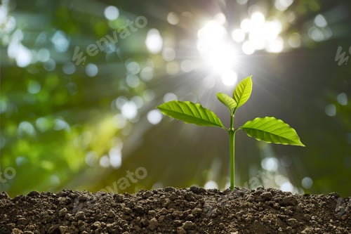 Preview: Young plant and tree