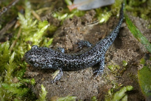 Preview: Close up on a colorful juvenile Asian Northeast Salamander, Hynobius lichenatus sitting in the grass