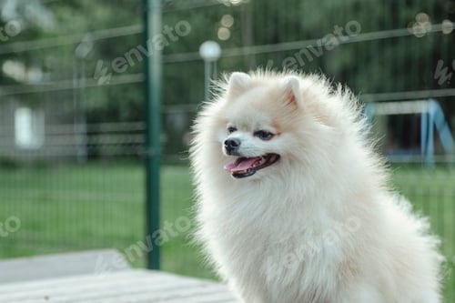 Preview: Portrait of fluffy puppy of Small German Pomeranian on dog playground