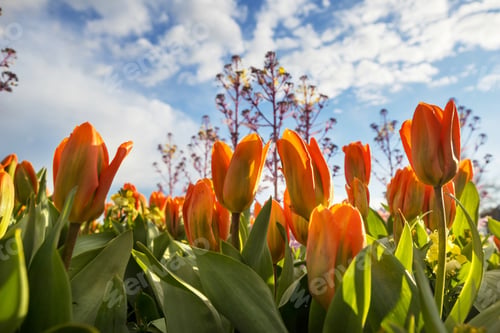 Preview: Tulip