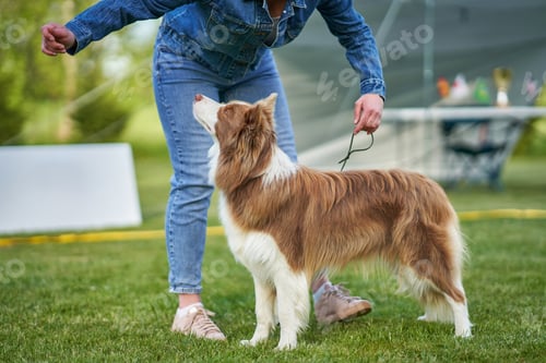 Preview: Chocolate White Border Collie with woman owner