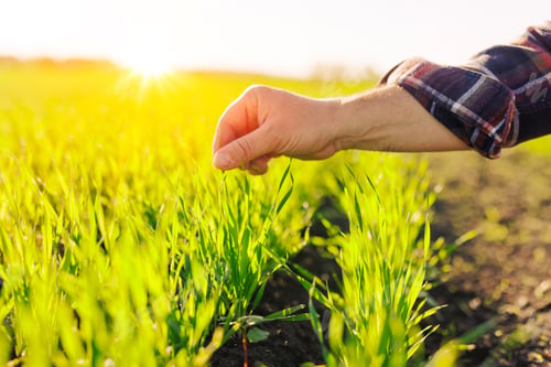 Preview: an agronomist checks young shoots in the field. Agriculture concept.