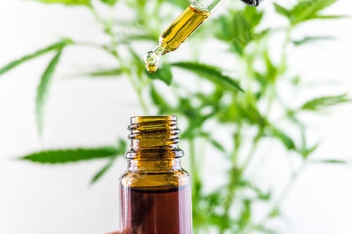 Preview: Close up of cannabis cbd oil against marijuana plant