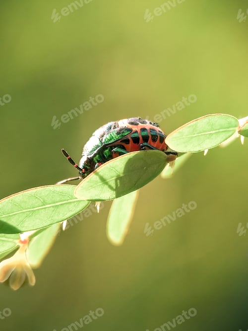 Preview: Jewel bug, Nature background photo