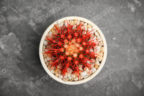 Preview: Beautiful cactus on grey background, top view