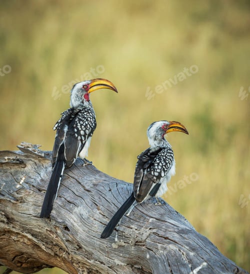 Preview: A Beautiful and Breathtaking Botswana Wildlife pictures
