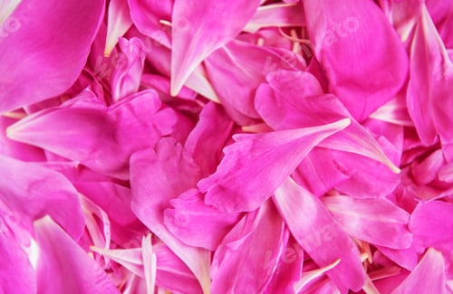 Preview: Overlapping Pink Flower Petals as an Abstract Background