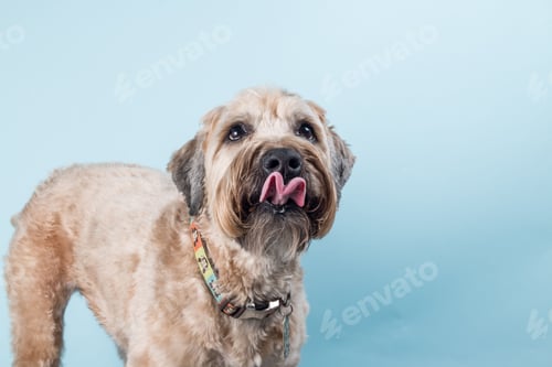 Preview: Closeup portrait of beautiful Soft-coated Wheaten Terrier dog with colorful collar licking his nose