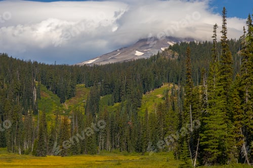 Preview: Meadow with Mount Hood in the background