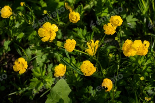 Preview: Buttercup is a pungent, beautiful bright yellow flower on a background of green foliage.
