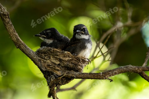 Preview: mother bird feeding her baby bird in the bird's nest.