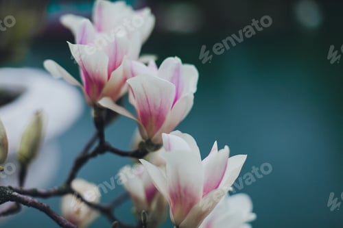 Preview: pink magnolia blossom. Beautiful flowering magnolia tree.