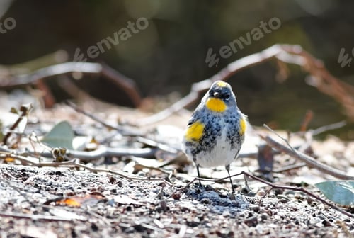 Preview: Closeup shot of a male yellow-rumped warbler, Setophaga coronata.